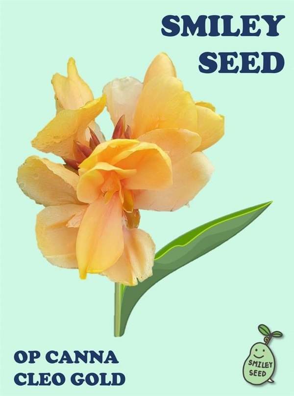 เมล็ดพุทธรักษา OP : CLEO GOLD | Smiley Seed - บางเขน กรุงเทพมหานคร