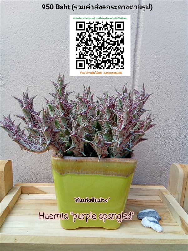 เก๋งจีนม่วง (huernia purple spangled ) | บ้านต้นไม้88 - เมืองขอนแก่น ขอนแก่น