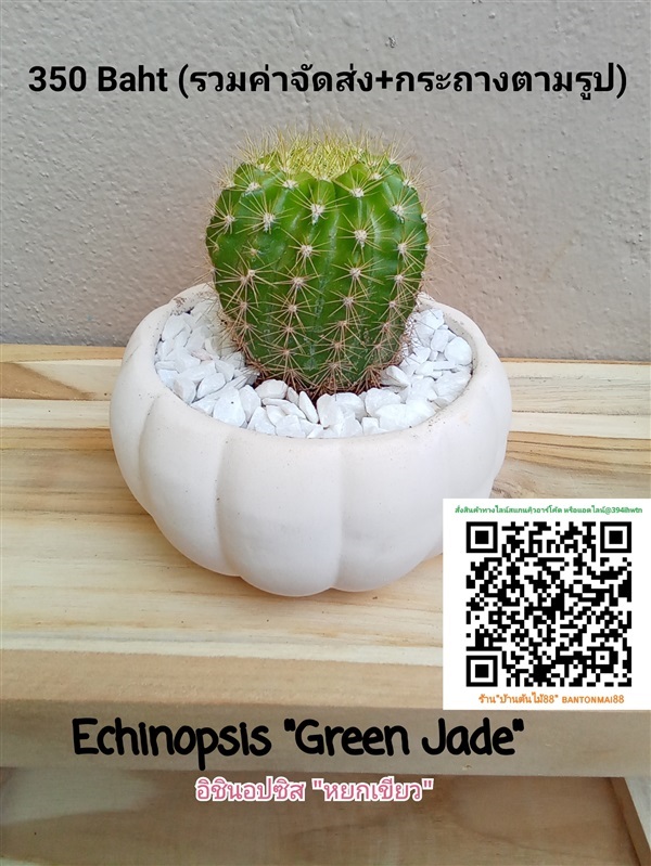 อิชินอปซิส (Echinopsis  Green Jade) | บ้านต้นไม้88 - เมืองขอนแก่น ขอนแก่น