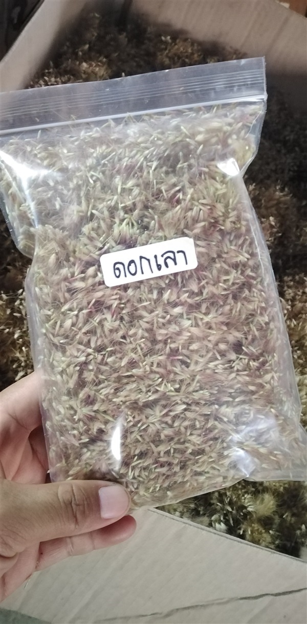 ขายเมล็ดพันธ์ดอกเลา | เมล็ดพันธุ์ดี เกษตรวิถีไทย - เมืองระยอง ระยอง