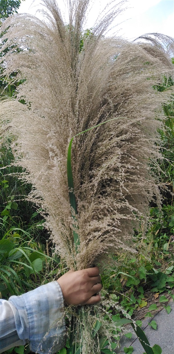 ขายเมล็ดพันธุ์ดอกเลา