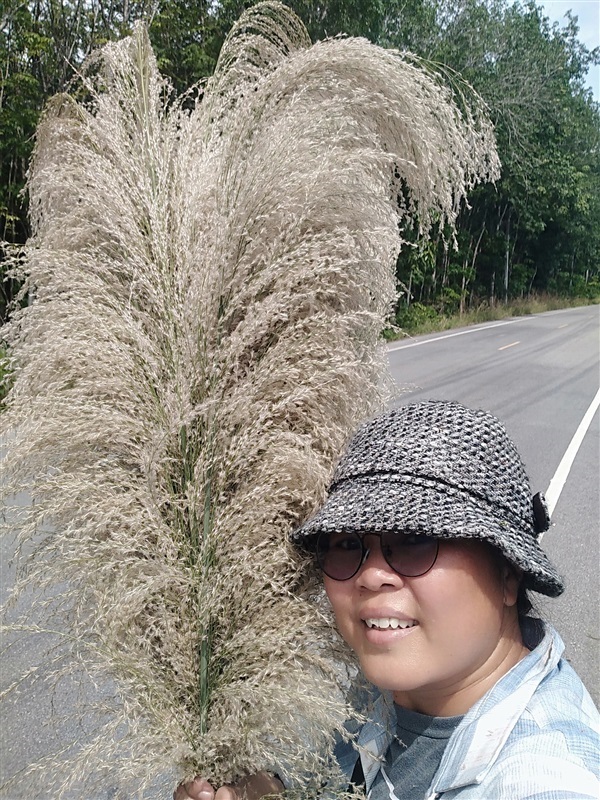 ขายเมล็ดพันธุ์ดอกเลา | เมล็ดพันธุ์ดี เกษตรวิถีไทย - เมืองระยอง ระยอง