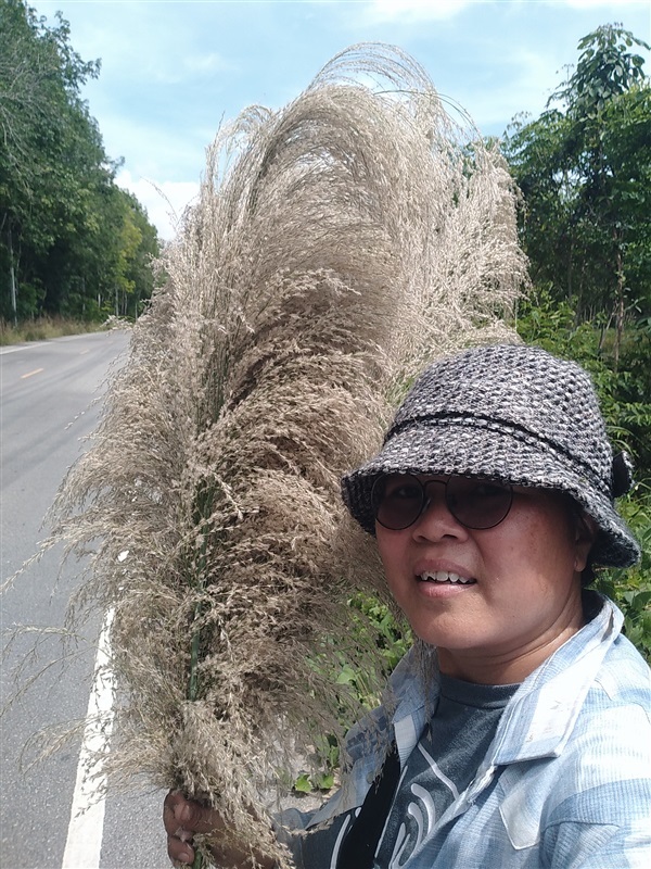 ขายเมล็ดพันธุ์ดอกเลา | เมล็ดพันธุ์ดี เกษตรวิถีไทย - เมืองระยอง ระยอง