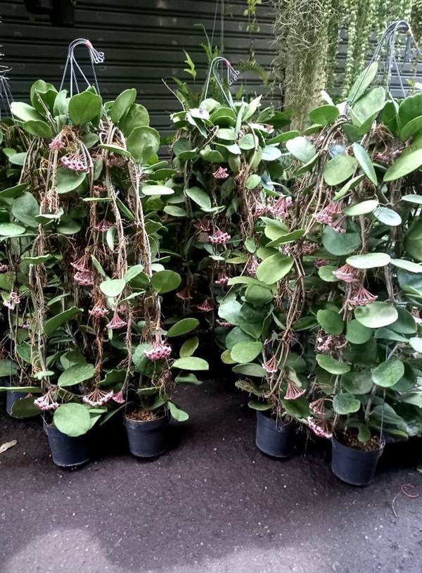 wow Hoya obovata 370บาท. | สายทองพืชสมุนไพร - บางพลี สมุทรปราการ