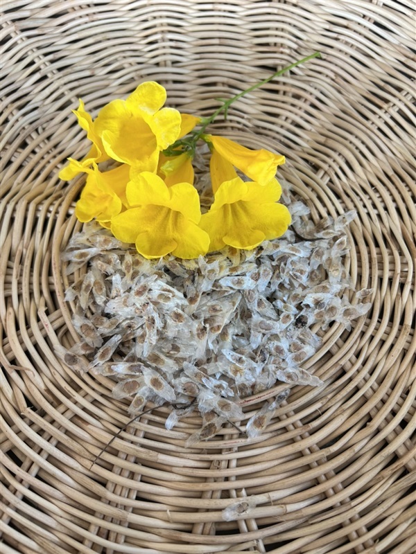 เมล็ดทองอุไร 100 เมล็ด ต้นไม้ฟอกอากาศ yellow bell seeds | Alungkarn - เมืองราชบุรี ราชบุรี