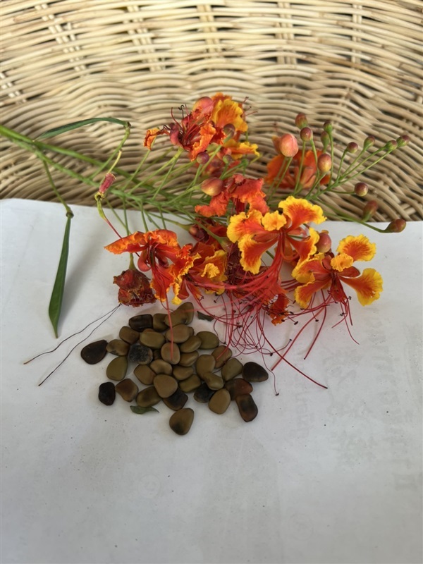 เมล็ดหางนกยูง 50 เมล็ด pride of barbados seed 