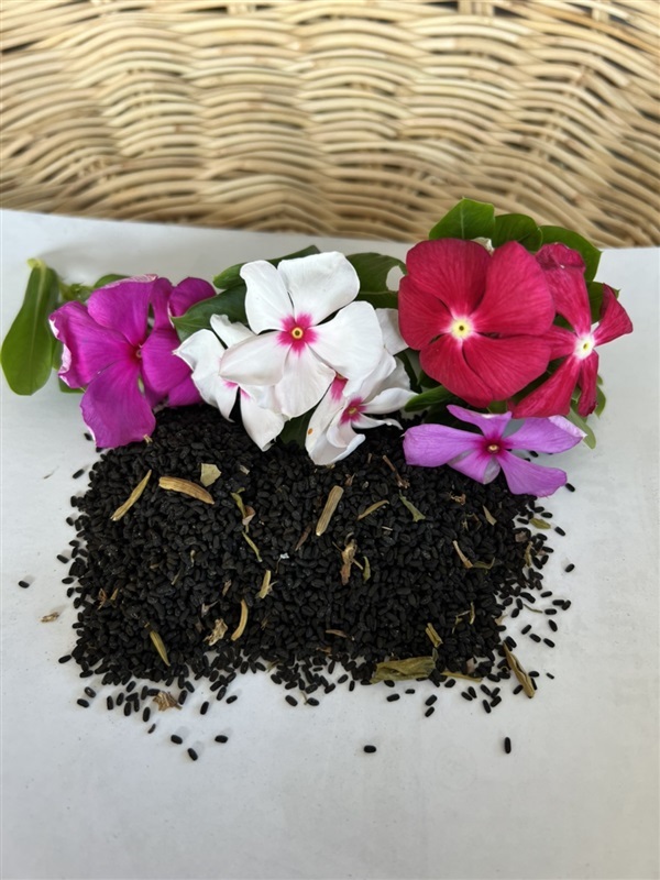 เมล็ดแพงพวย 50 เมล็ด Catharanthus roseus seed | Alungkarn - เมืองราชบุรี ราชบุรี