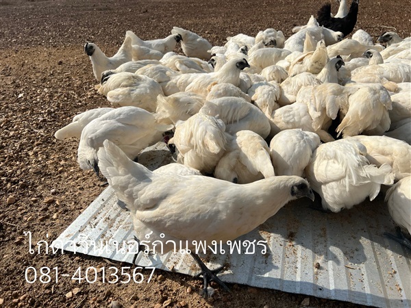 แม่พันธ์ไก่ดำ | พรหมหินอ่อน - พรานกระต่าย กำแพงเพชร