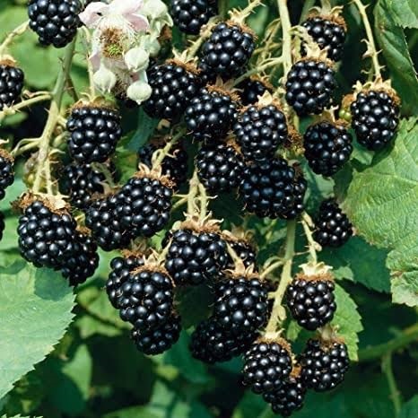 จำหน่ายต้นแบล็คเบอรี่ Black Berry  | แสนไชยลำปางฟาร์ม - เมืองปาน ลำปาง