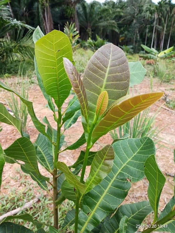 ขายเมล็ดพันธุ์มะม่วงหิมพานต์เก็บยอดขาย | เมล็ดพันธุ์ดี เกษตรวิถีไทย - เมืองระยอง ระยอง