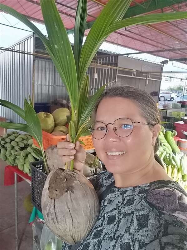 ขายหน่อมะพร้าวน้ำหอมเตี้ยกลิ่นใบเตย | เมล็ดพันธุ์ดี เกษตรวิถีไทย - เมืองระยอง ระยอง