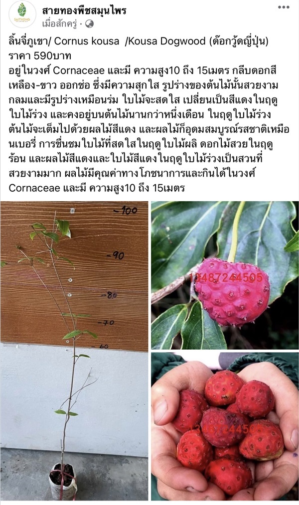 ลิ้นจี่ภูเขา/ญี่ปุ่น) ราคา 590บาท | สายทองพืชสมุนไพร - บางพลี สมุทรปราการ