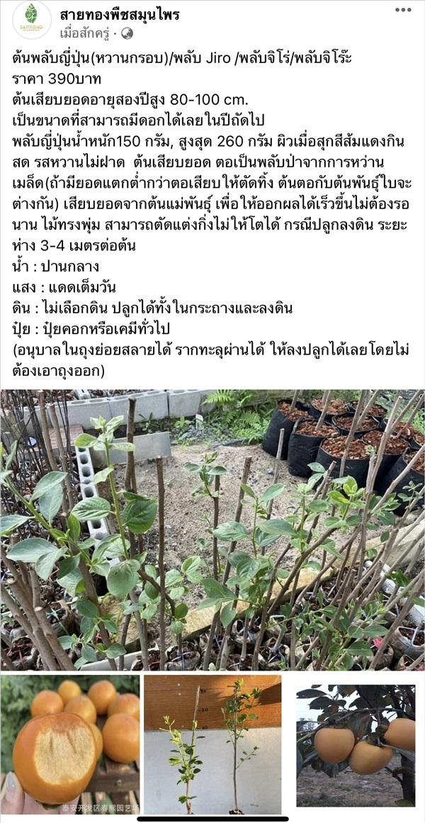 ต้นพลับญี่ปุ่น(หวานกรอบ)/พลับ Jiro /พลับจิโร่ | สายทองพืชสมุนไพร - บางพลี สมุทรปราการ