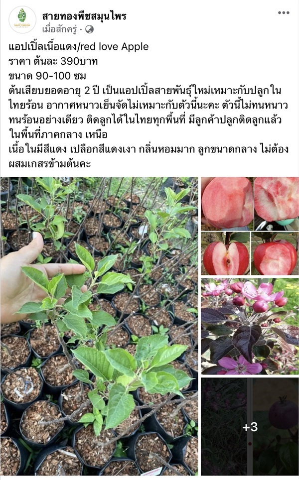 แอปเปิ้ลเนื้อแดง/red love Apple  | สายทองพืชสมุนไพร - บางพลี สมุทรปราการ