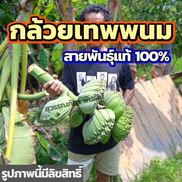 กล้วยเทพพนม | สุวรรณภัทร พันธุ์ไม้ - แกลง ระยอง