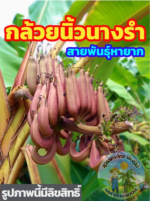 กล้วยนิ้วนางรำ หน่อกล้วยนิ้วนางรำ | สุวรรณภัทร พันธุ์ไม้ - แกลง ระยอง