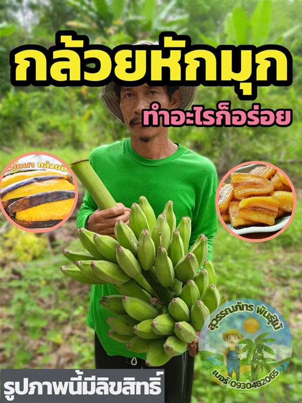 หน่อกล้วยหักมุก กล้วยหักมุก | สุวรรณภัทร พันธุ์ไม้ - แกลง ระยอง