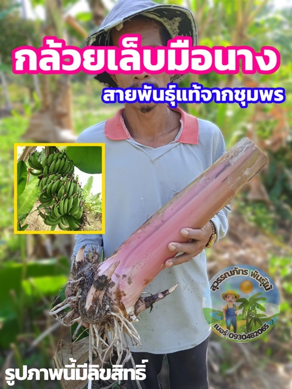 หน่อกล้วยเล็บมือนาง (3หน่อ/125บาท) | สุวรรณภัทร พันธุ์ไม้ - แกลง ระยอง