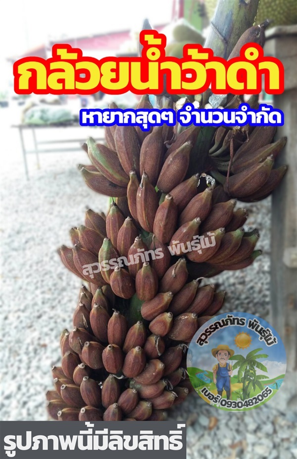 กล้วยน้ำว้าดำ กล้วยน้ำว้าทองสัมฤทธิ์ | สุวรรณภัทร พันธุ์ไม้ - แกลง ระยอง