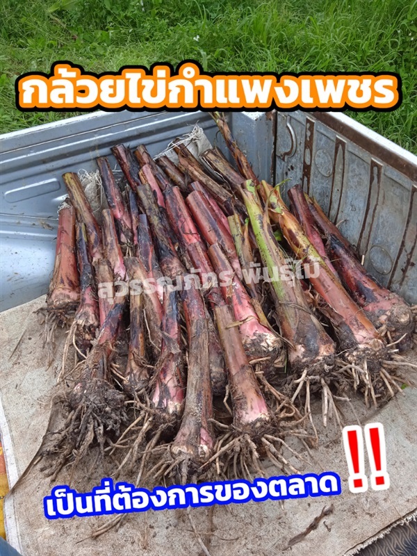 หน่อกล้วยไข่ กำแพงเพชร (1หน่อ/30บาท) | สุวรรณภัทร พันธุ์ไม้ - แกลง ระยอง