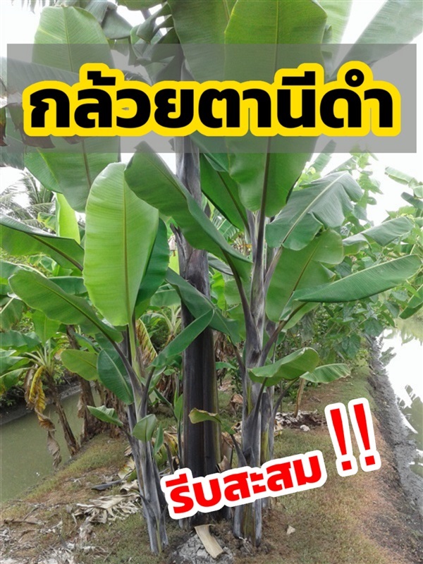 กล้วยตานีดำ เป็นกล้วยหายาก  | สุวรรณภัทร พันธุ์ไม้ - แกลง ระยอง