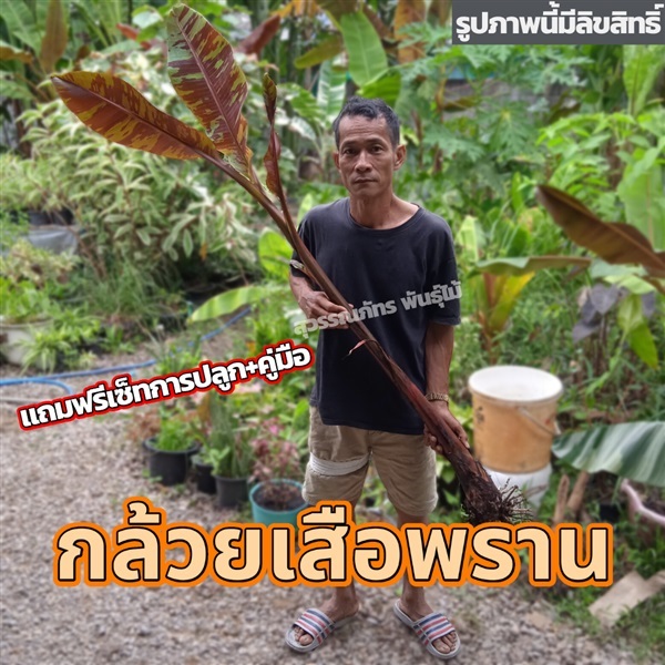 กล้วยเสือพราน เป็นกล้วยที่มีเมตมหานิยมในตัวเอง | สุวรรณภัทร พันธุ์ไม้ - แกลง ระยอง