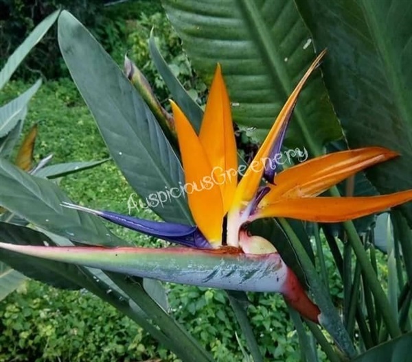 #ปักษาสวรรค์ #BirdOfParadise #เบิร์ดออฟพาราไดส์  | โบตั๋นพันธุ์ไม้ - เมืองนครศรีธรรมราช นครศรีธรรมราช