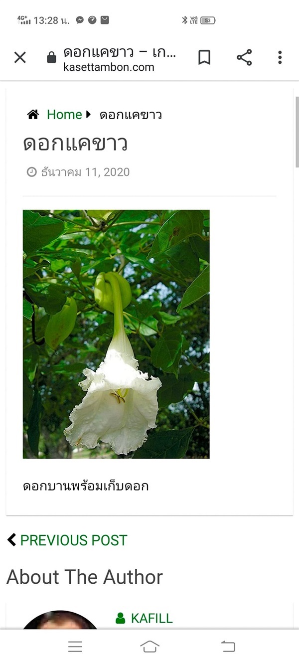 #แคป่าหรือแคนา ดอกสีขาว  | Drenglish Garden มหาสารคาม -  