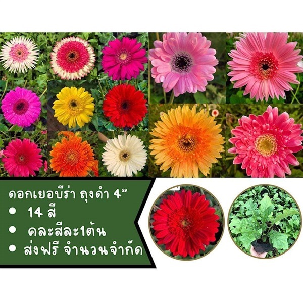 #เยอบีร่าคละสี สุ่มให้ 14 สี  | Drenglish Garden มหาสารคาม - กันทรวิชัย มหาสารคาม