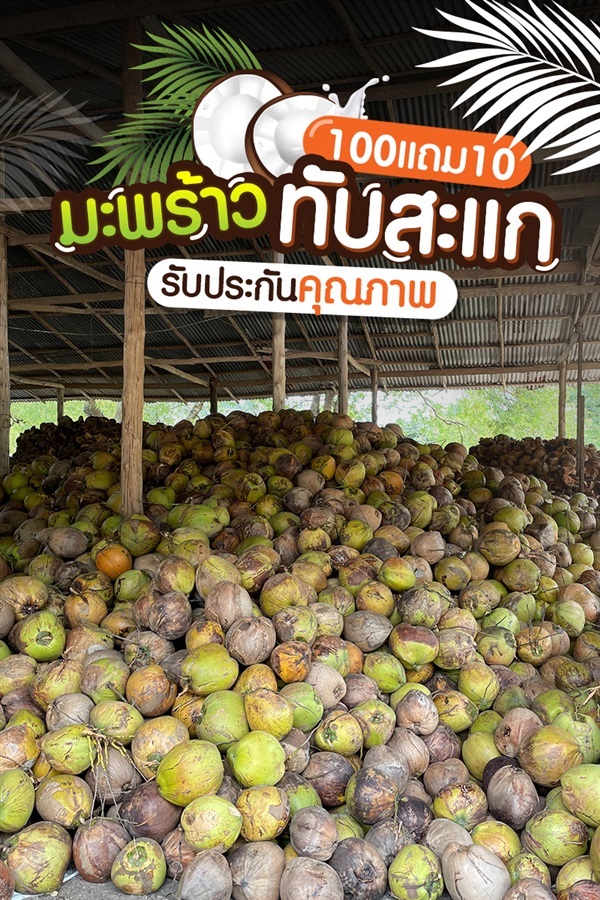 มะพร้าวแกง มะพร้าวคั้นกะทิ มะพร้าวทับสะแก | Pcp  coconut - ทับสะแก ประจวบคีรีขันธ์