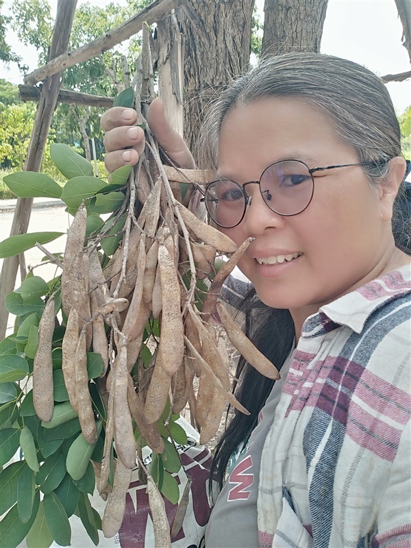 เมล็ดพันธ์ุกระพี้จั่น | เมล็ดพันธุ์ดี เกษตรวิถีไทย - เมืองระยอง ระยอง