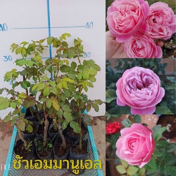 #กุหลาบเอมมานูเอล #กุหลาบเรดบาคาร่า ราคาถุงละ 35 บาท 