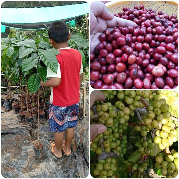 ต้นใหญ่กาแฟโรบัสต้าแท้ ข้อชิด ลูกดก ปลูกง่าย ทนโรค ให้ผลผลิต | สนั่นดังกล้าต้นไม้ - เมืองชุมพร ชุมพร