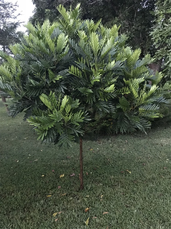 ต้นฟิลิเซียม เจแปนนิสเฟริ์นทรี ทรีเฟริ์น japanese fern tree | สวนอานนท์ - ท่าม่วง กาญจนบุรี