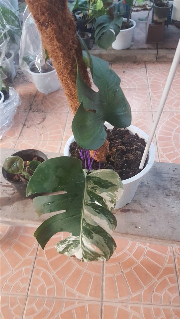 Monstera | พงษ์ศุข ฟาร์ม - เมืองลพบุรี ลพบุรี