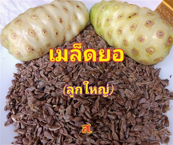 เมล็ดลูกยอ | สวนหทัยทิพย์ - วัดโบสถ์ พิษณุโลก