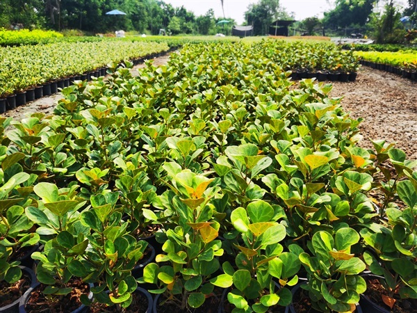 สาลิกาลิ้นทอง กระถาง 6 นิ้ว พุ่มแน่น เต็มกระถาง  สูง30 cm | เฌอ-สถาน - บางใหญ่ นนทบุรี