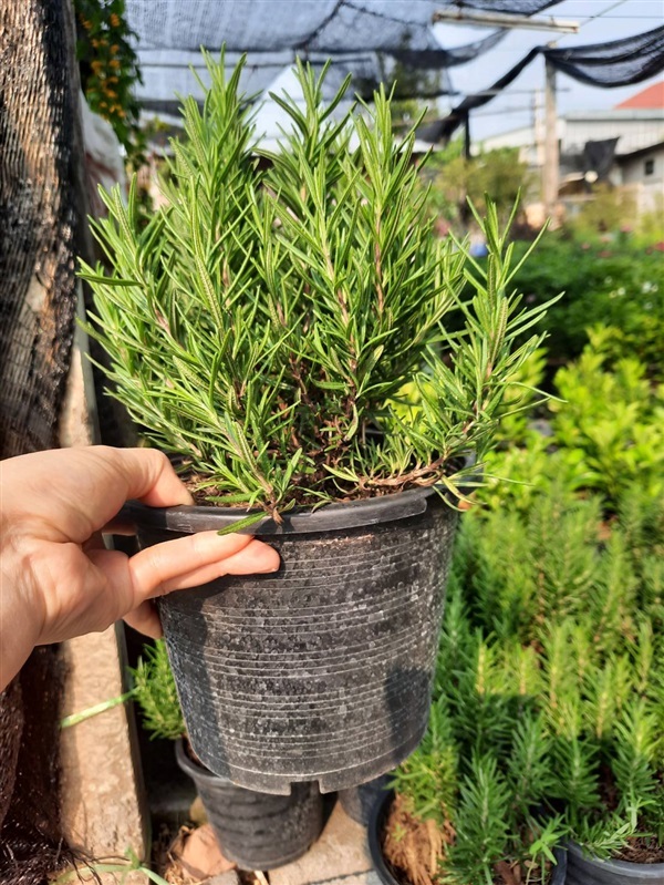 โรสแมรี่