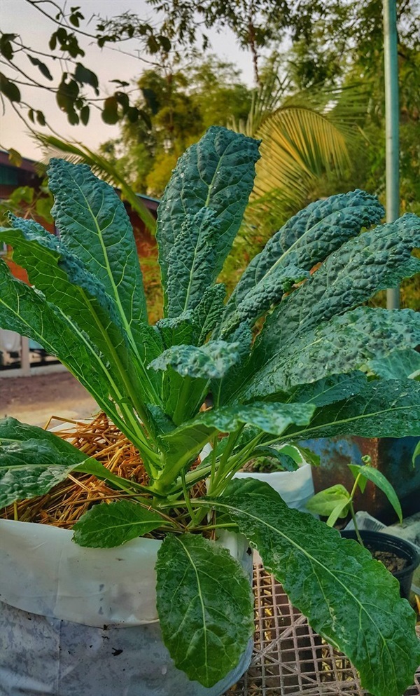 ต้นกล้า Kale – เคลไดโน รสชาติอร่อยคล้ายผักคะน้า พร้อมปลูก 