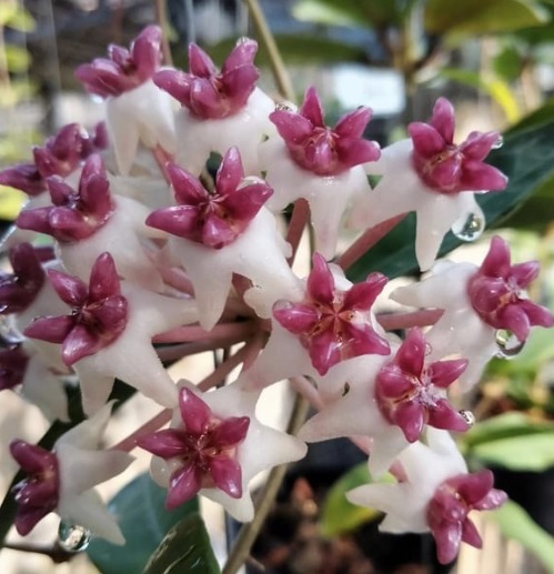 Hoya Patricia | คุณกุ -  เพชรบุรี