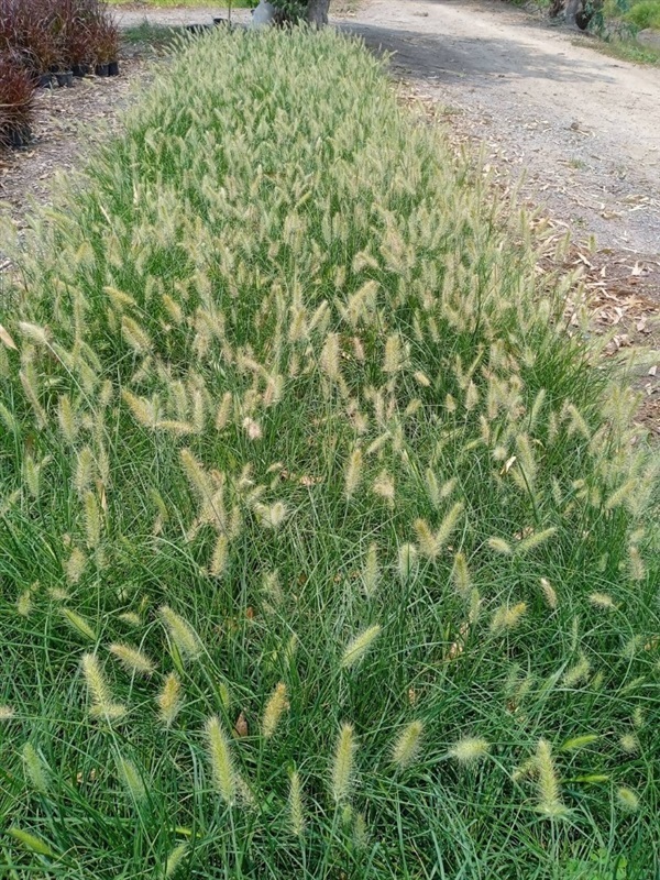  หญ้าน้ำพุเขียวดอกขาวแคระ กระถาง  6 นิ้ว  สูงประมาณ 30 cm   | เฌอ-สถาน - บางใหญ่ นนทบุรี