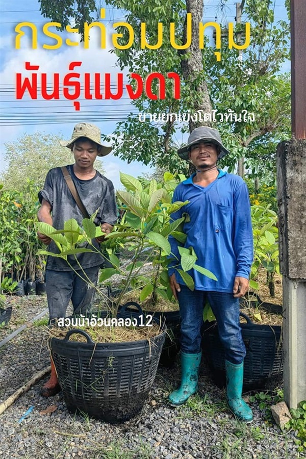 กระท่อมปทุม | สวนน้าอ้วนคลอง12 - หนองเสือ ปทุมธานี