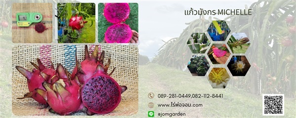 กิ่งพันธุ์แก้วมังกรมิเชลล์ Michelle (michelle dragon fruit)