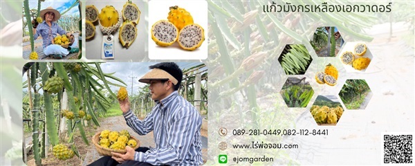 กิ่งพันธุ์แก้วมังกรเหลืองเอกวาดอร์ Ecuador Yellow Pitaya  | สวนแก้วมังกร ไร่พ่อจอม - ด่านซ้าย เลย