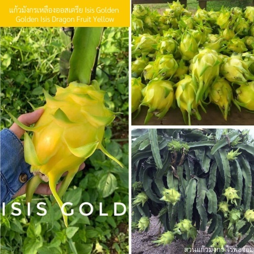 กิ่งพันธุ์แก้วมังกรเหลืองออสเตรีย Isis Golden | สวนแก้วมังกร ไร่พ่อจอม - ด่านซ้าย เลย