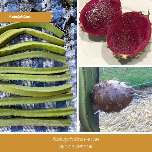 กิ่งพันธุ์แก้วมังกรน้ำตาล หรือ Brown dragon fruit | สวนแก้วมังกร ไร่พ่อจอม - ด่านซ้าย เลย
