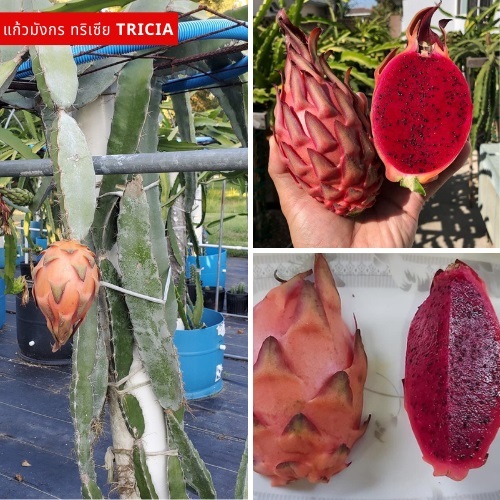แก้วมังกรทริเซีย Tricia , Tricia dragon fruit | สวนแก้วมังกร ไร่พ่อจอม - ด่านซ้าย เลย