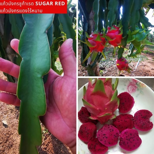 แก้วมังกรชูก้าเรด Sugar Red แก้วมังกรแดงไร้หนาม | สวนแก้วมังกร ไร่พ่อจอม - ด่านซ้าย เลย