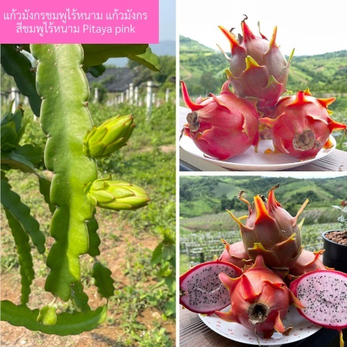 แก้วมังกรชมพูไร้หนาม แก้วมังกรสีชมพูไร้หนาม Pitaya pink | สวนแก้วมังกร ไร่พ่อจอม - ด่านซ้าย เลย