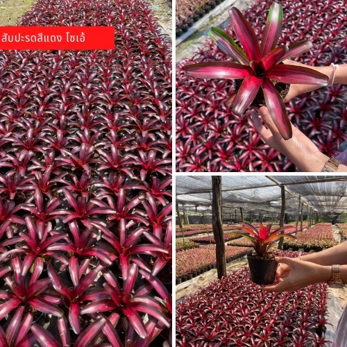 สับปะรดสีแดง โซเอ้ สีแดงลายขาว พันธุ์สับปะรดสีแดง  | สวนแก้วมังกร ไร่พ่อจอม - ด่านซ้าย เลย